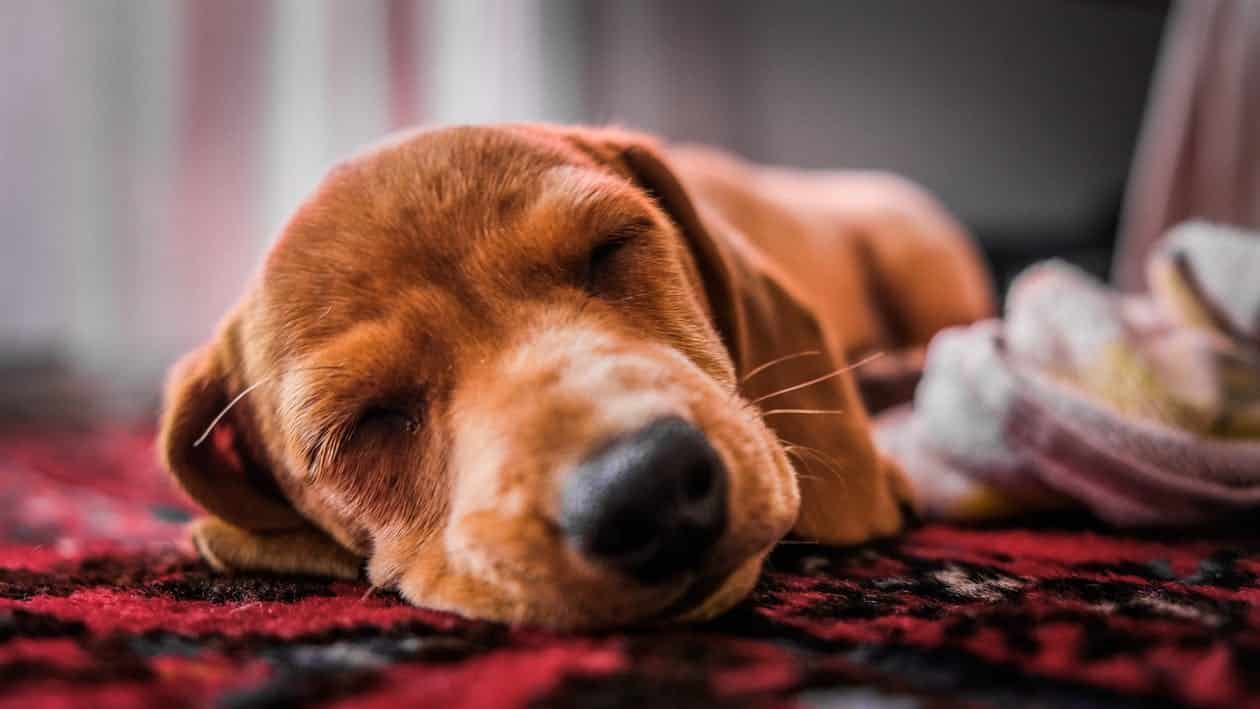 גור כלבים קטן ישן על השטיח על הרצפה