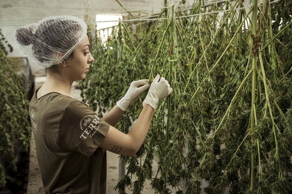 עובדת צעירה מגדלת צמחי קנאביס עם ריכוז גבוה של חלבון קנאביס