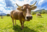 אבקת חלבון בקר: 2 אבקות חלבון בקר מומלצות לשנת 2024
